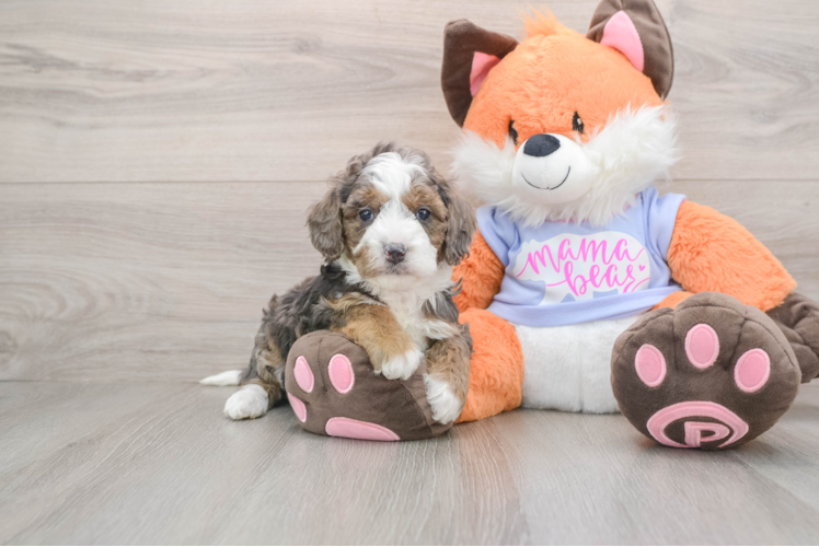 Adorable Golden Retriever Poodle Mix Poodle Mix Puppy