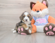 6 week old Mini Goldendoodle Puppy For Sale - Simply Southern Pups