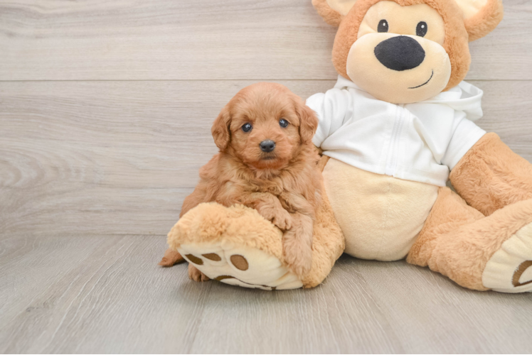 Playful Mini Groodle Poodle Mix Puppy