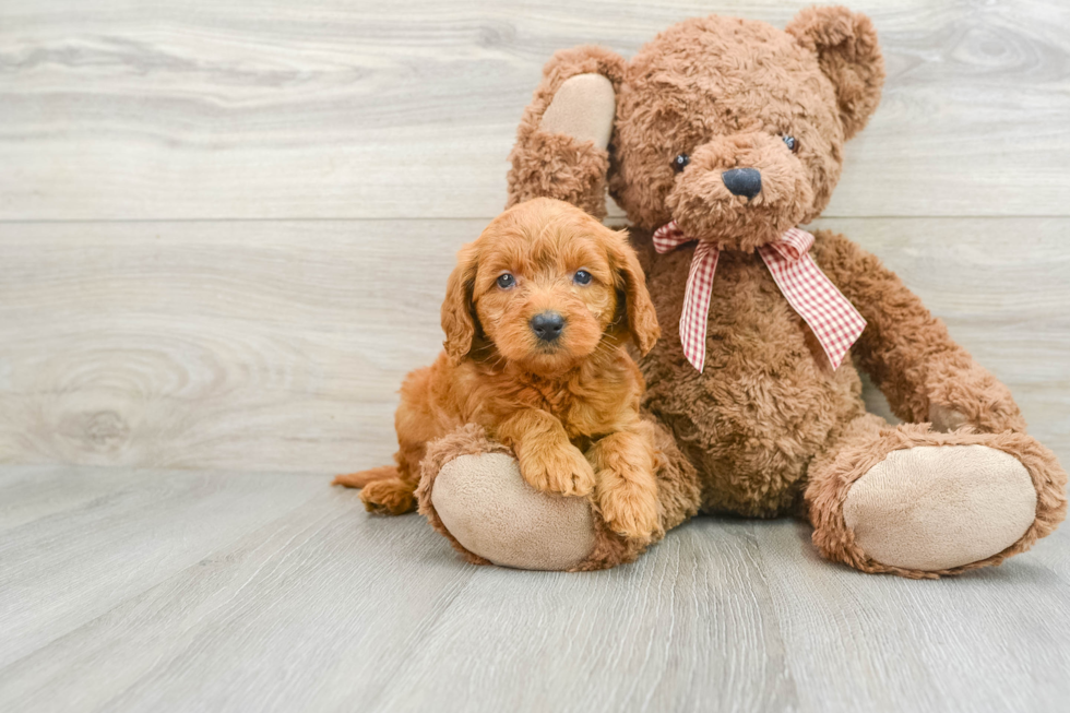 Mini Goldendoodle Puppy for Adoption