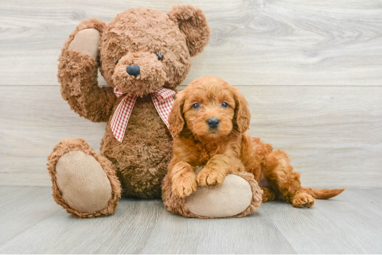 Cute Mini Goldendoodle Baby