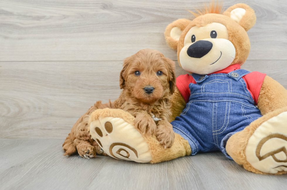 8 week old Mini Goldendoodle Puppy For Sale - Simply Southern Pups