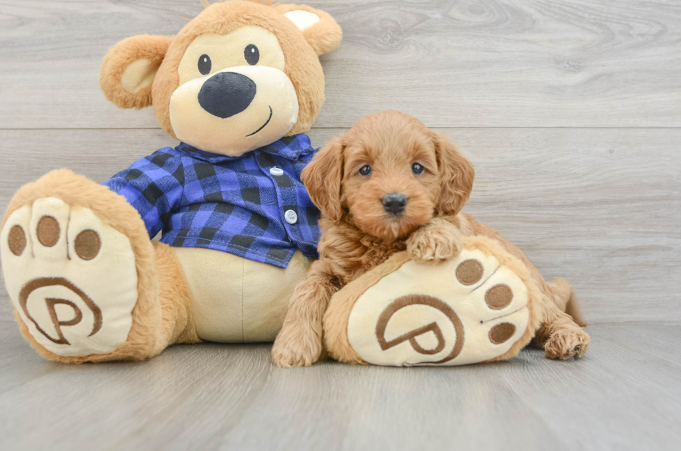 7 week old Mini Goldendoodle Puppy For Sale - Simply Southern Pups