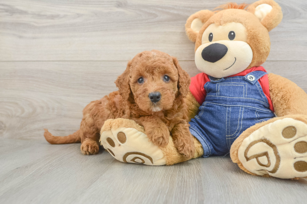 6 week old Mini Goldendoodle Puppy For Sale - Simply Southern Pups