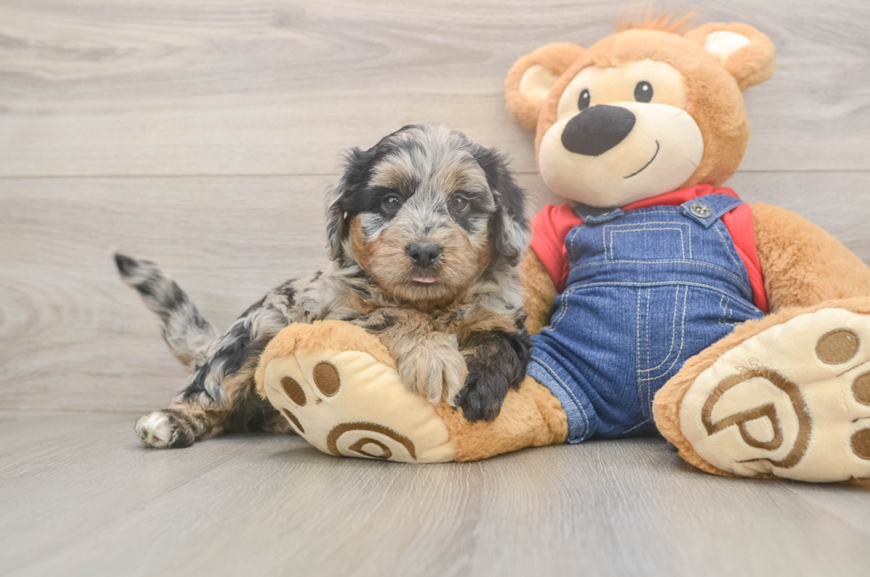 5 week old Mini Goldendoodle Puppy For Sale - Simply Southern Pups