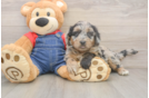 Little Mini Goldenpoo Poodle Mix Puppy