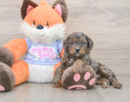 7 week old Mini Goldendoodle Puppy For Sale - Simply Southern Pups