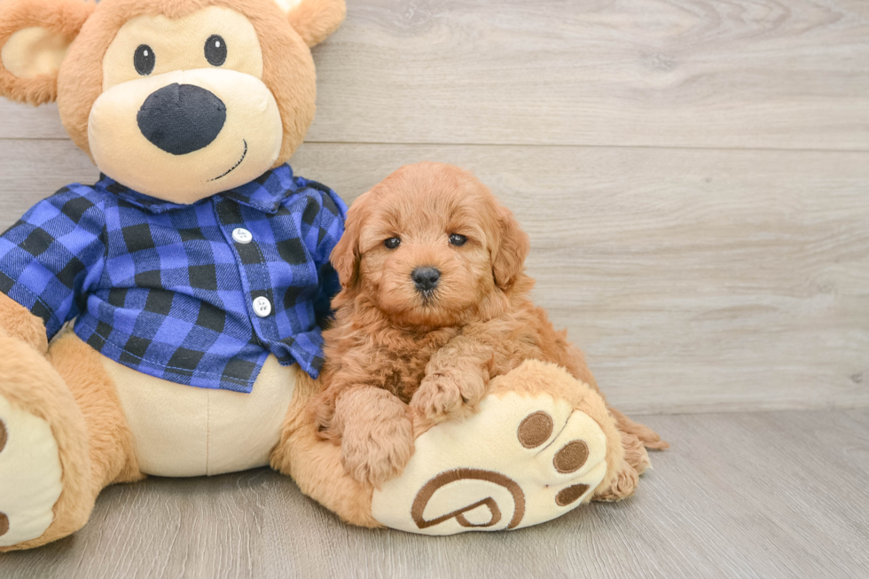 Best Mini Goldendoodle Baby