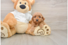Adorable Golden Retriever Poodle Mix Poodle Mix Puppy