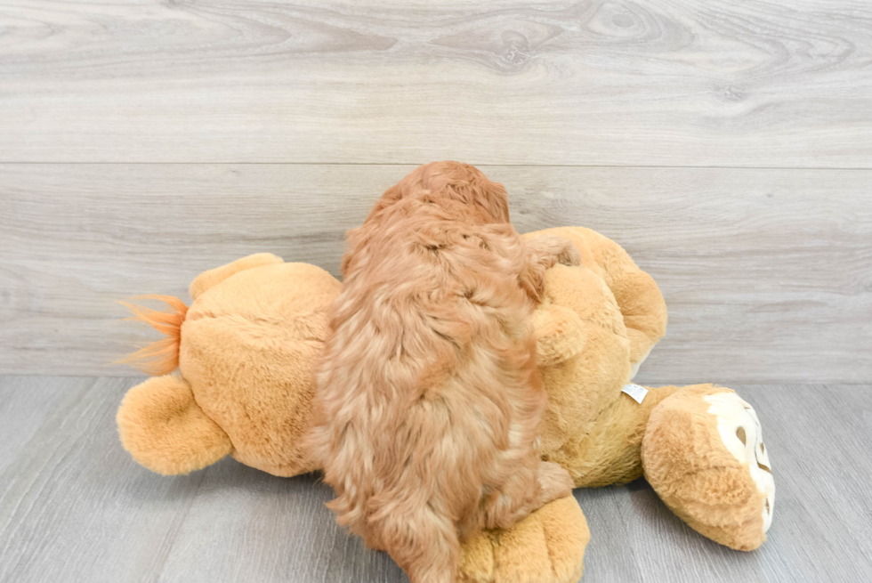 Mini Goldendoodle Pup Being Cute
