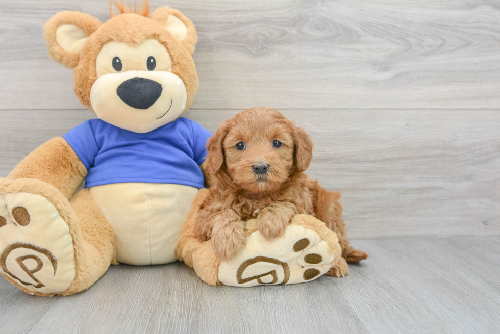 Best Mini Goldendoodle Baby