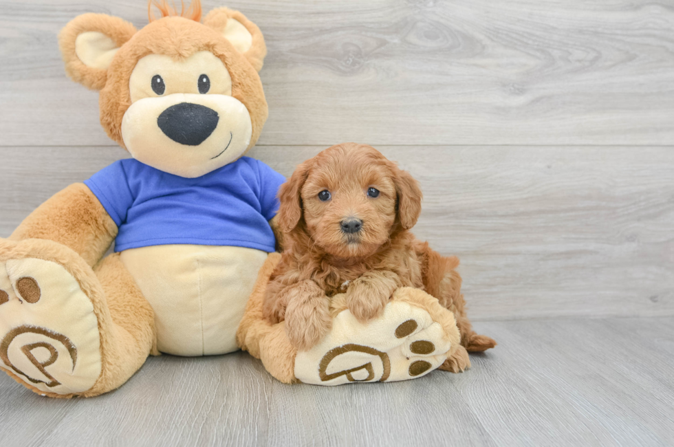 8 week old Mini Goldendoodle Puppy For Sale - Simply Southern Pups
