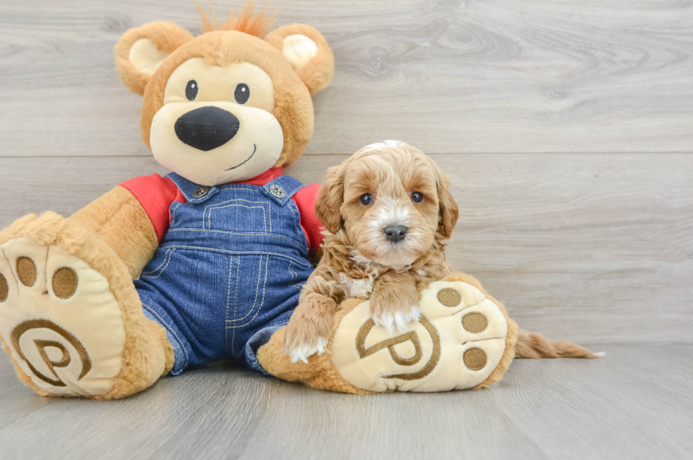 8 week old Mini Goldendoodle Puppy For Sale - Simply Southern Pups