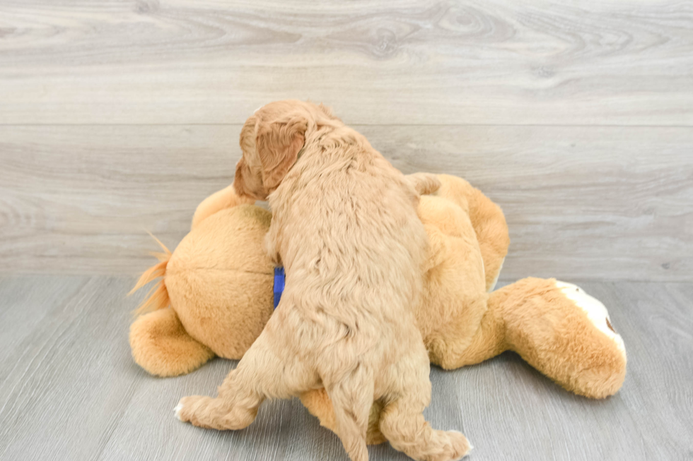 Best Mini Goldendoodle Baby