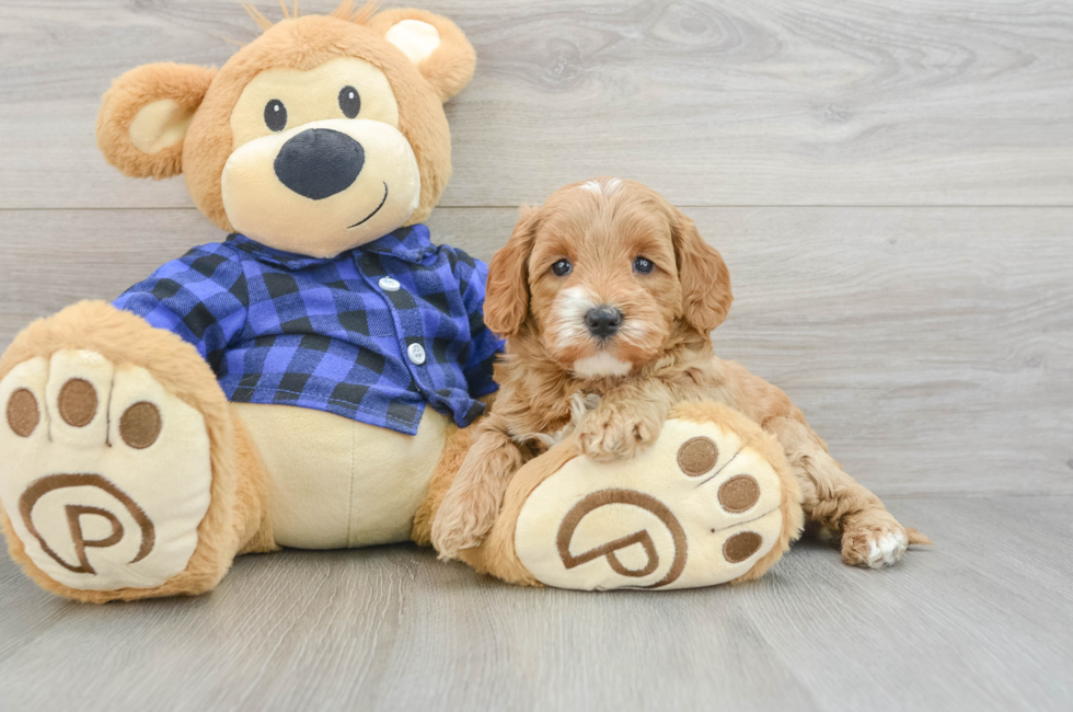 7 week old Mini Goldendoodle Puppy For Sale - Simply Southern Pups