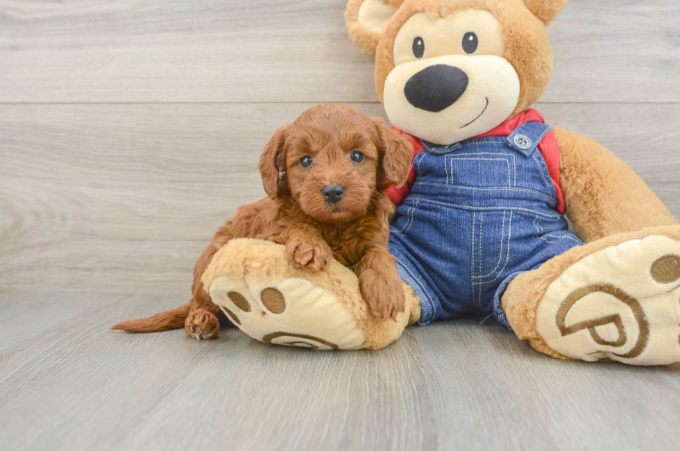 6 week old Mini Goldendoodle Puppy For Sale - Simply Southern Pups