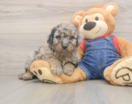 7 week old Mini Goldendoodle Puppy For Sale - Simply Southern Pups