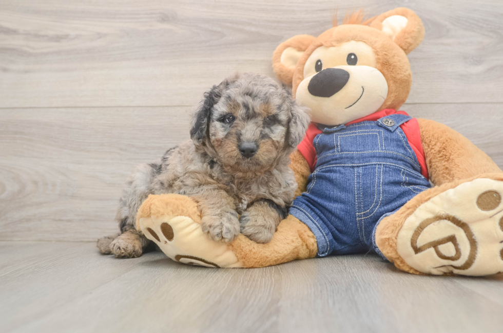 5 week old Mini Goldendoodle Puppy For Sale - Simply Southern Pups