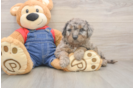 Smart Mini Goldendoodle Poodle Mix Pup