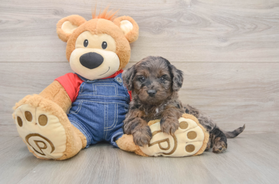 Funny Mini Goldendoodle Poodle Mix Pup
