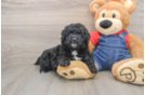 Happy Mini Goldendoodle Baby