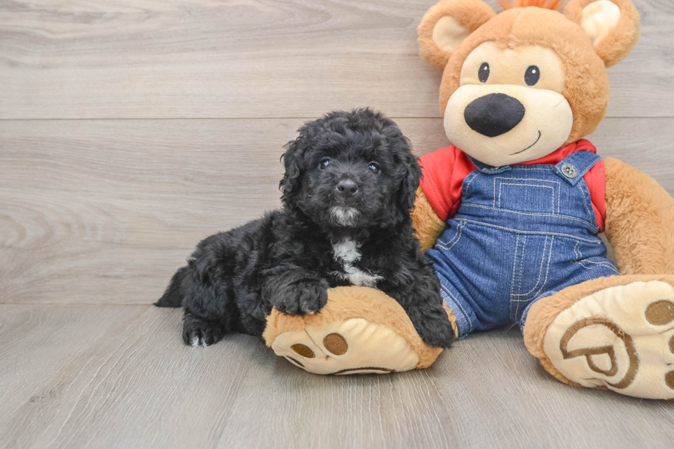 Happy Mini Goldendoodle Baby