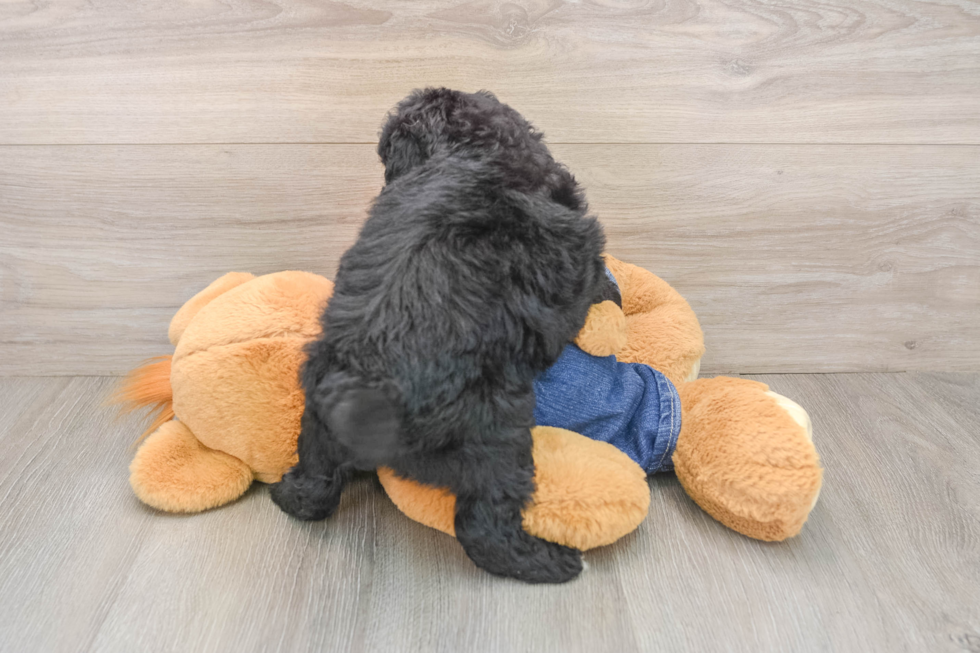 Best Mini Goldendoodle Baby