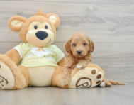 7 week old Mini Goldendoodle Puppy For Sale - Simply Southern Pups