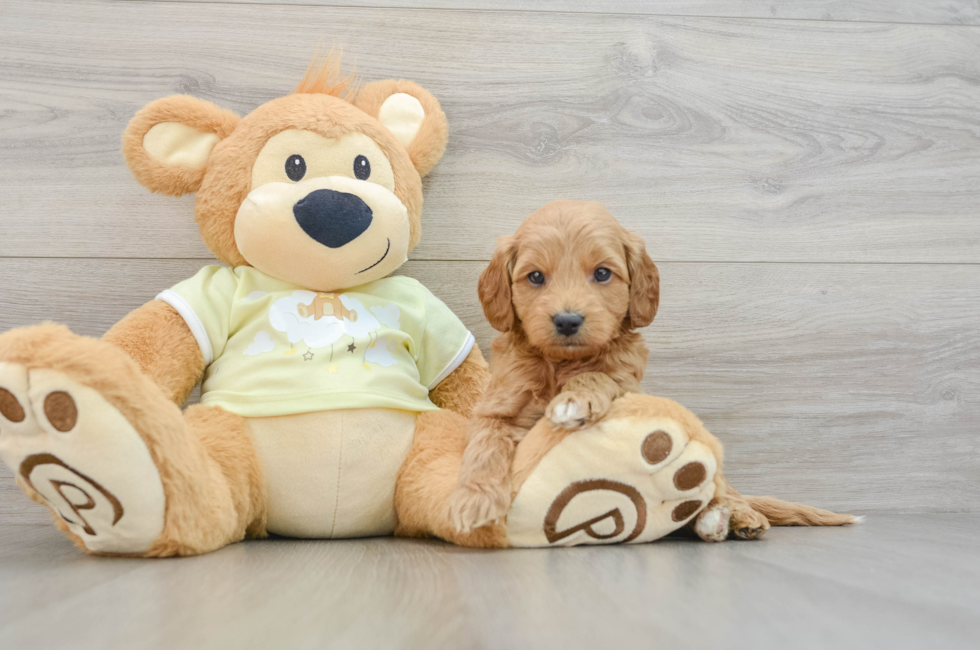 6 week old Mini Goldendoodle Puppy For Sale - Simply Southern Pups