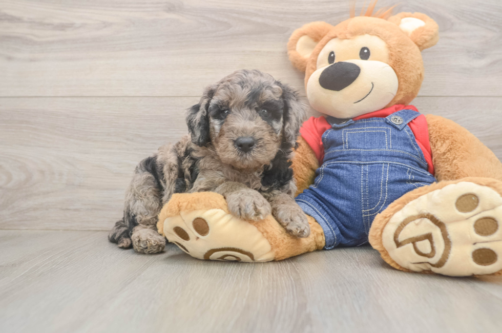 5 week old Mini Goldendoodle Puppy For Sale - Simply Southern Pups