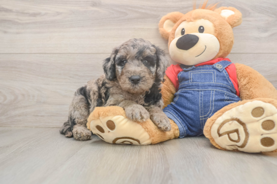 Playful Mini Groodle Poodle Mix Puppy