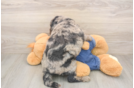 Fluffy Mini Goldendoodle Poodle Mix Pup