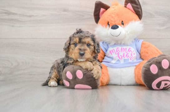 Friendly Mini Goldendoodle Baby