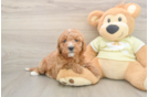 Cute Mini Goldendoodle Baby