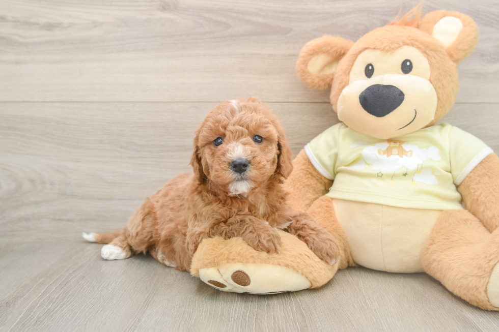 Cute Mini Goldendoodle Baby