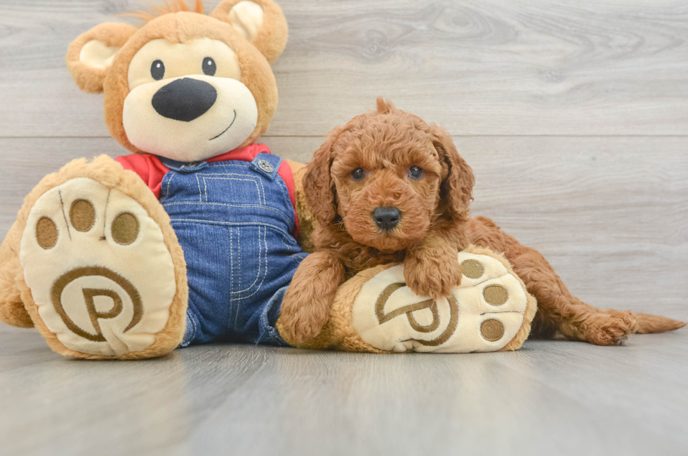 6 week old Mini Goldendoodle Puppy For Sale - Simply Southern Pups