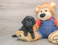 7 week old Mini Goldendoodle Puppy For Sale - Simply Southern Pups