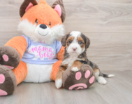 7 week old Mini Goldendoodle Puppy For Sale - Simply Southern Pups