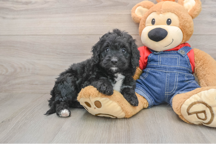 Mini Goldendoodle Pup Being Cute