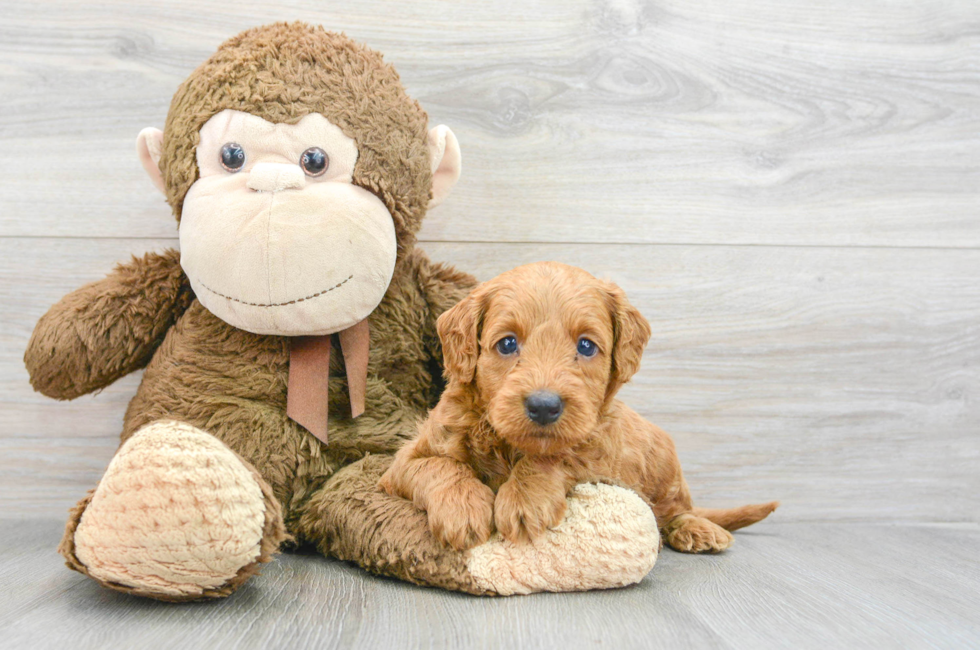 6 week old Mini Goldendoodle Puppy For Sale - Simply Southern Pups