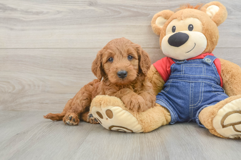 6 week old Mini Goldendoodle Puppy For Sale - Simply Southern Pups
