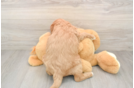 Mini Goldendoodle Puppy for Adoption