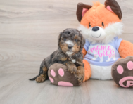 6 week old Mini Goldendoodle Puppy For Sale - Simply Southern Pups