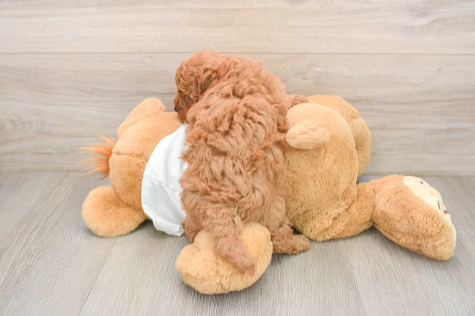 Best Mini Goldendoodle Baby