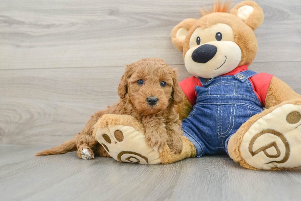 Adorable Golden Retriever Poodle Mix Poodle Mix Puppy