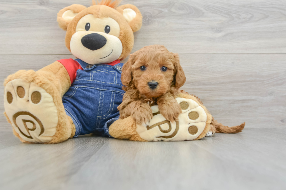 8 week old Mini Goldendoodle Puppy For Sale - Simply Southern Pups