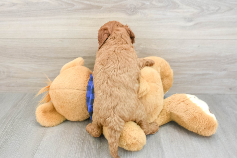 Adorable Golden Retriever Poodle Mix Poodle Mix Puppy