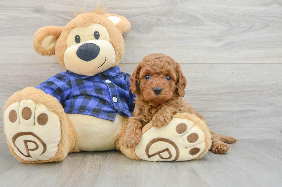 7 week old Mini Goldendoodle Puppy For Sale - Simply Southern Pups