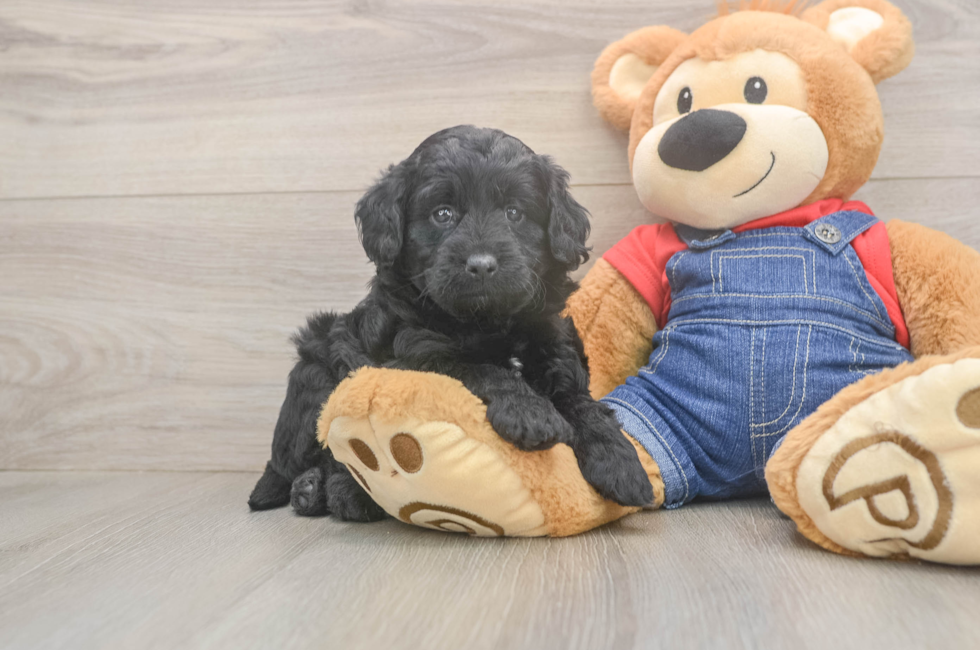 5 week old Mini Goldendoodle Puppy For Sale - Simply Southern Pups