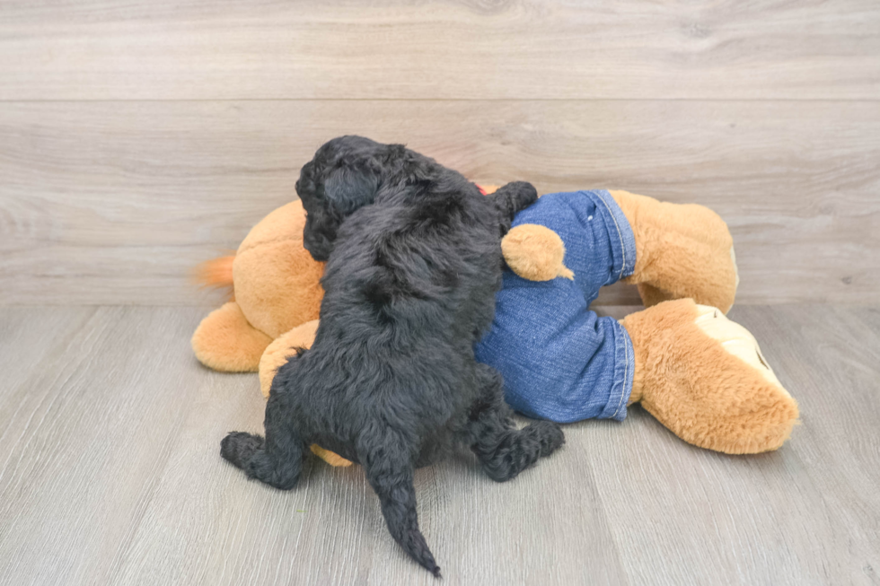 Best Mini Goldendoodle Baby